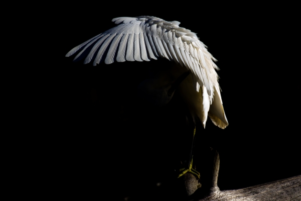 Garceta común - Egretta garzetta