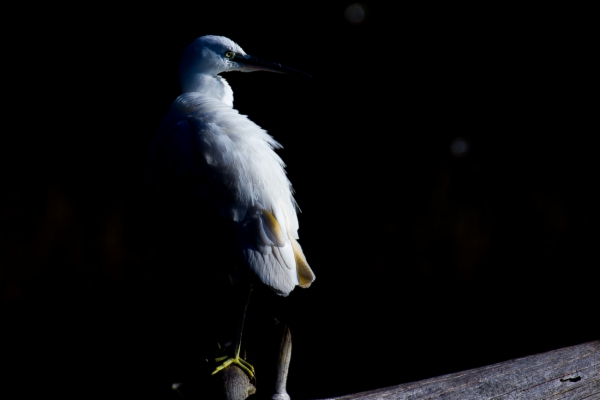 Garceta común - Egretta garzetta