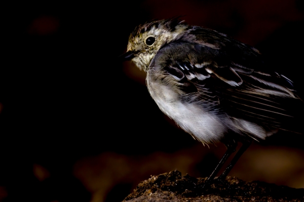 Lavandera blanca - Motacilla alba