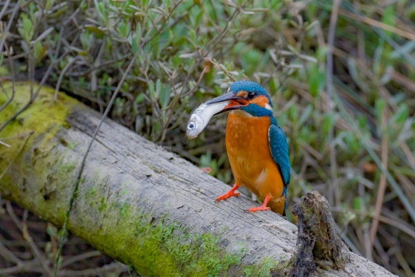 Martín pescador común - Alcedo atthis