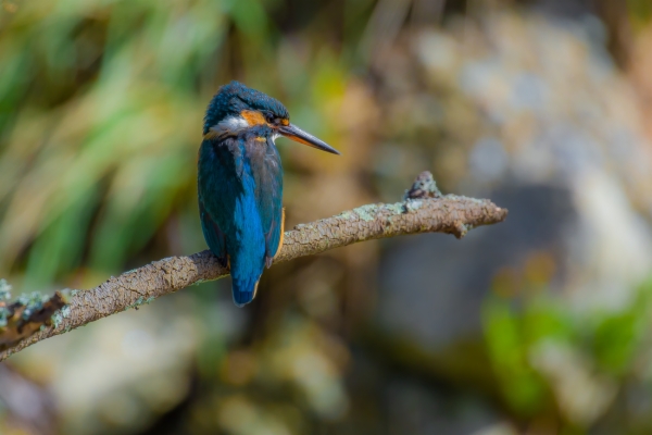 Martín pescador común - Alcedo atthis