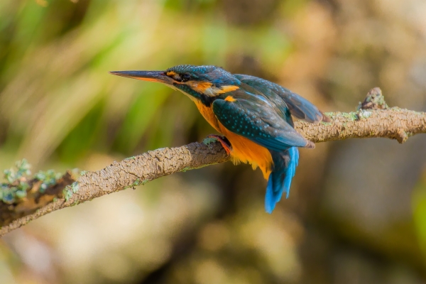 Martín pescador común - Alcedo atthis