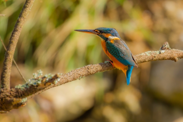 Martín pescador común - Alcedo atthis