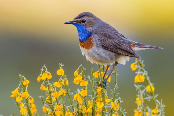 Ruiseñor pechiazul - Luscinia svecica