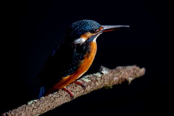 Martín pescador común - Alcedo atthis