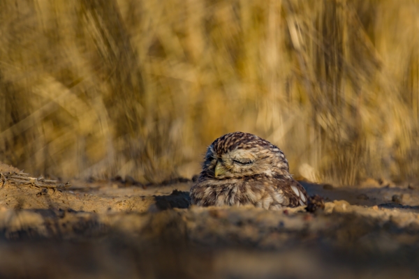 Mochuelo europeo - Athene noctua