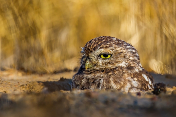 Mochuelo europeo - Athene noctua