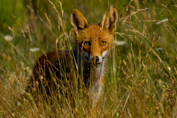 Zorro Rojo - Vulpes vulpes