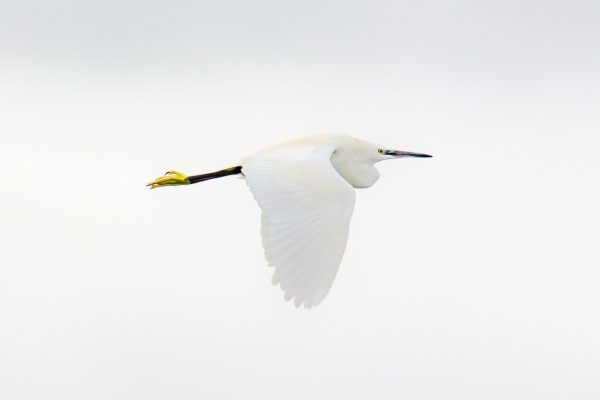 Garceta común - Egretta Garzetta