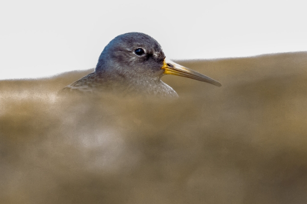 Correlimos Oscuro - Calidris maritima