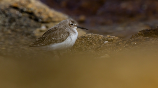 Correlimos común - Calidris alpina