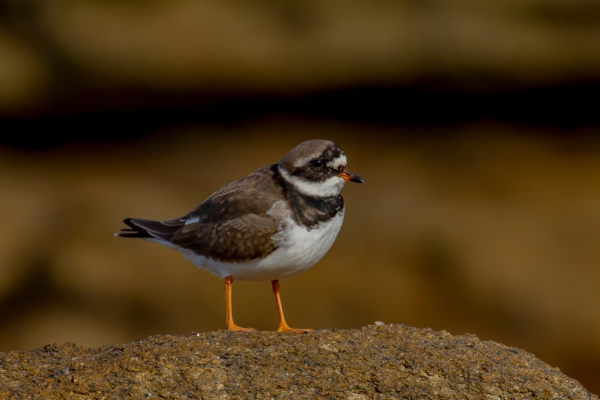 Chorlitejo grande - Charadrius hiaticula