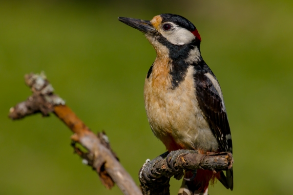 Pico picapinos - Dendrocopos major