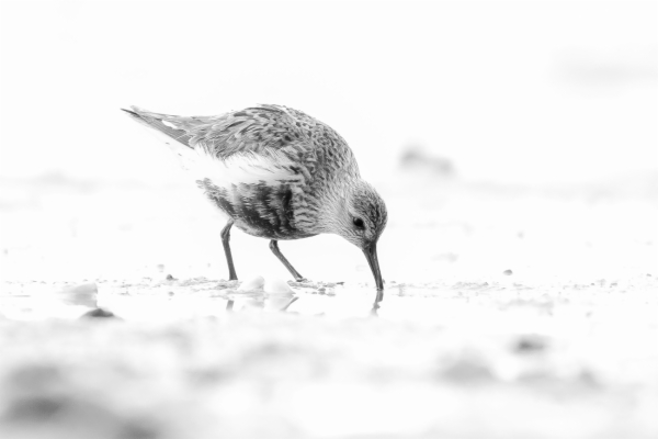 Correlimos común - Calidris alpina