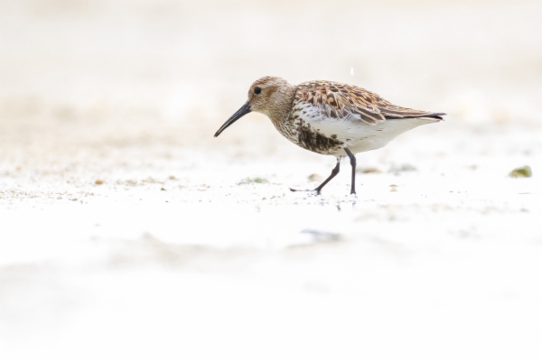 Correlimos común - Calidris alpina