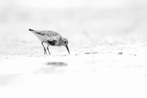 Correlimos común - Calidris alpina