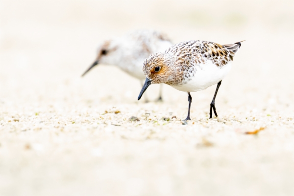 Correlimos común - Calidris alpina