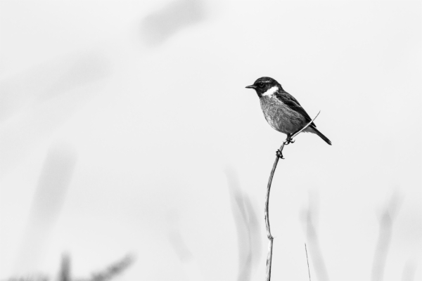 Tarabilla europea - Saxicola rubicola