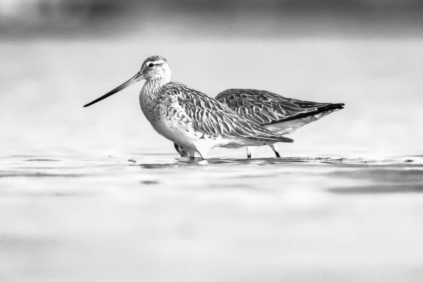 Aguja colipinta - Limosa laponnica