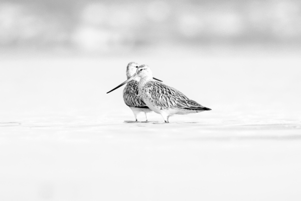 Aguja colipinta - Limosa laponnica