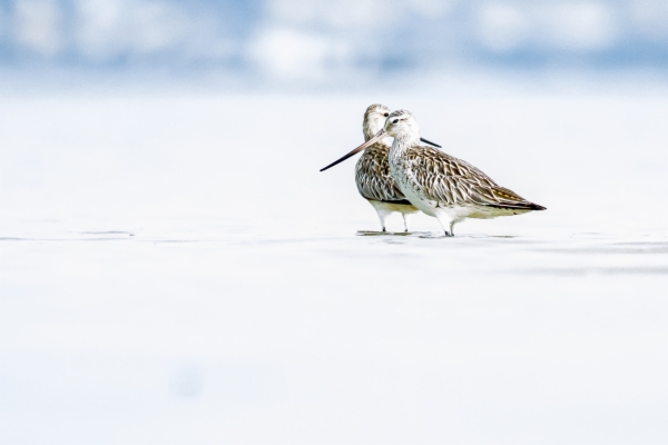 Aguja colipinta - Limosa lapponica