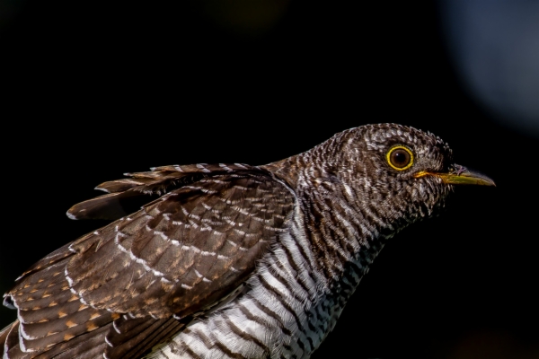 Cuco común - Cuculus canorus