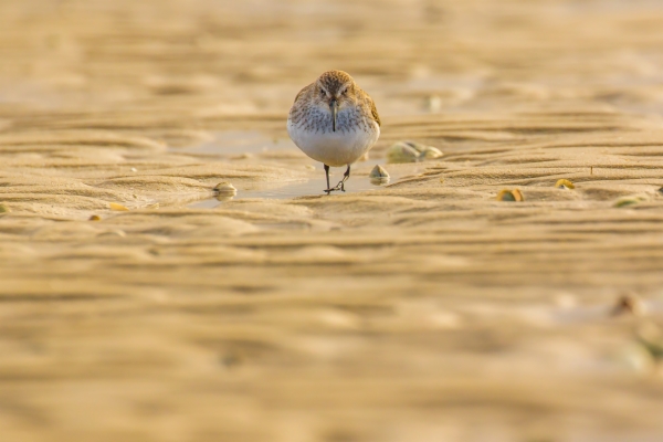 Correlimos Común - Calidris alpina