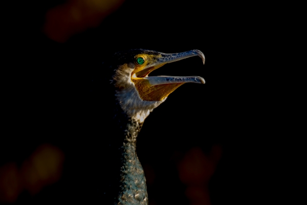 Cormorán grande - Phalacrocorax carbo