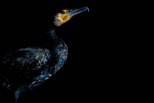 Cormorán grande - Phalacrocorax carbo