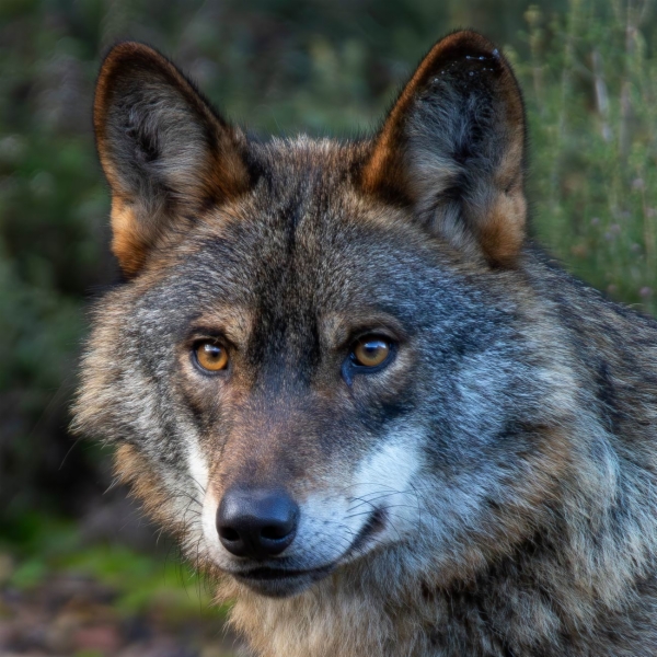 Lobo Ibérico - Canis lupus signatus