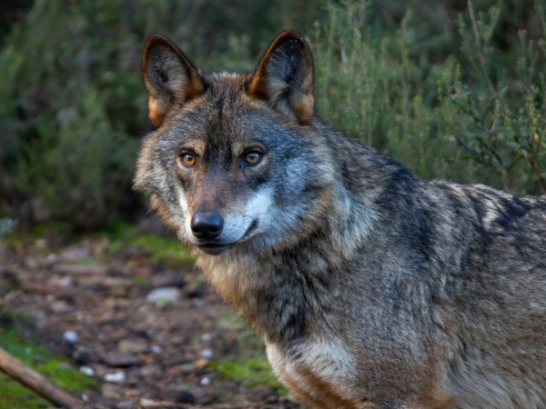 Lobo Ibérico - Canis lupus signatus