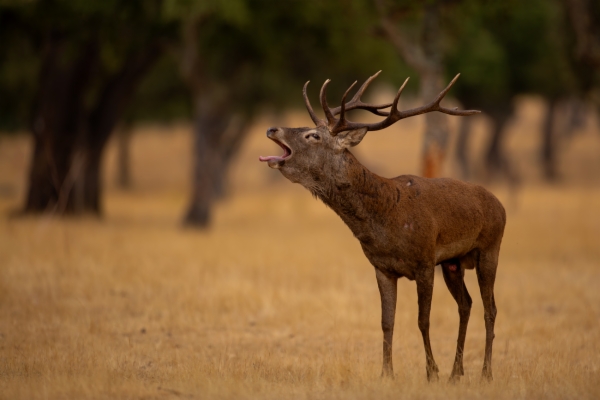 Berrea del ciervo común o europeo - Cervus elaphus