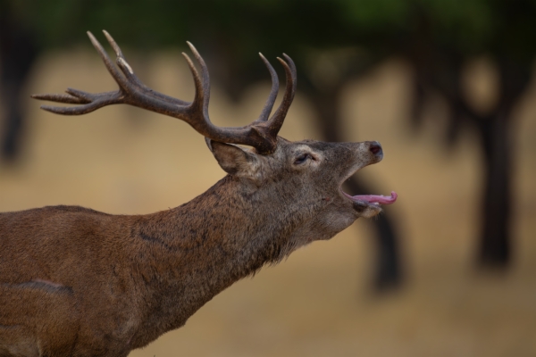 Berrea del ciervo común o europeo - Cervus elaphus