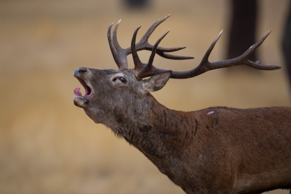 Berrea del ciervo común o europeo - Cervus elaphus