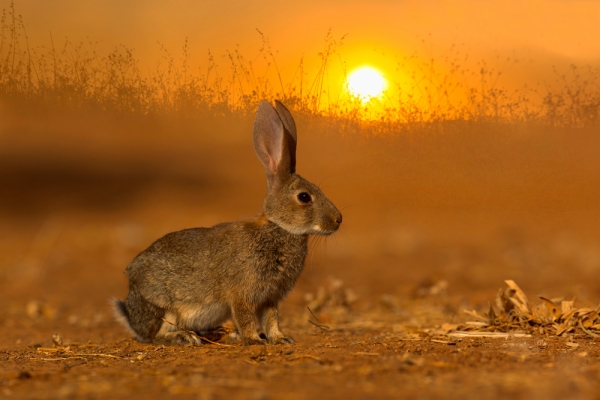 Conejo común o europeo - Oryctolagus cuniculus