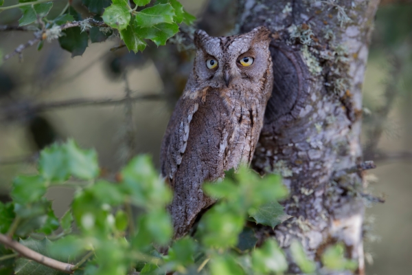 Autillo - Otus scops