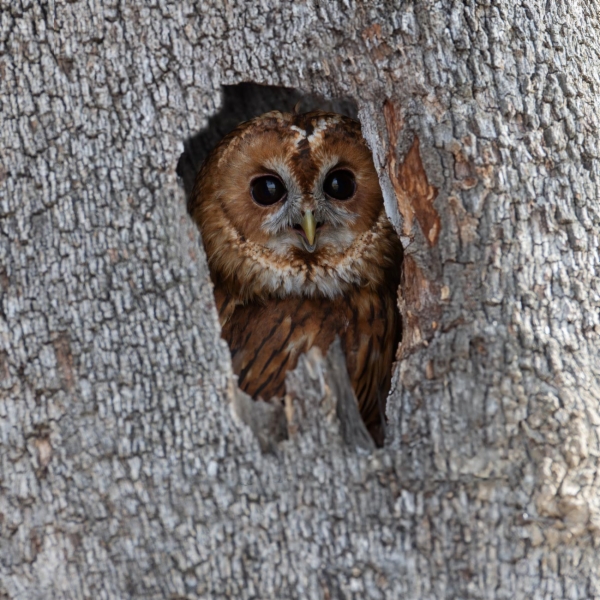 Cárabo de morfo rufo (Pardo-Rojo) - Strix aluco