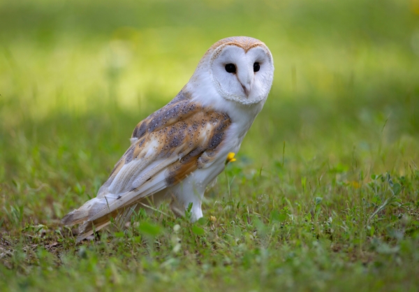 Lechuza común - Tyto alba